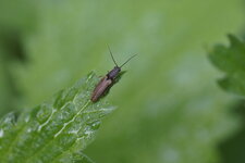 Taupin sp.