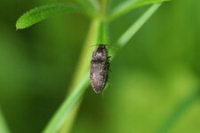 Taupin sp.