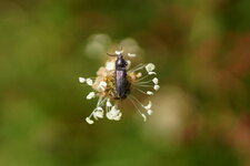 Taupin sp.