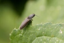 Taupin sp - Athous sp 