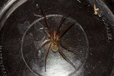 Tegenaria sp.