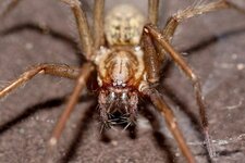 Tegenaria sp.