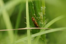 Tenthredopsis sordida - sous réserve