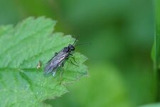 Arge sp. ou Tenthrède sp. ???