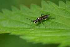 Pachyprotasis rapae