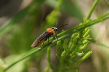 Dolerus germanicus