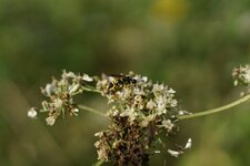 Tenthredo notha ou T. scrophulariae ou T. marginella ???