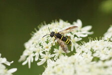 Tenthredo scrophulariae - sous réserve