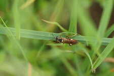Tenthredopsis stigma
