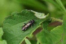 Macrophya albicincta