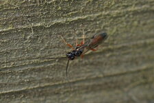 Tentrède sp.