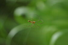 Tetragnatha dorsata - sous réserve