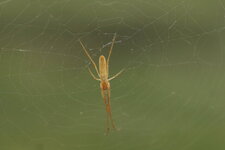 Tétragnathe sp.
