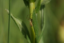 Tetragnathe sp.