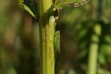 Tettigonia sp.
