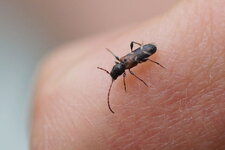 Thanasimus sp. - sous réserve