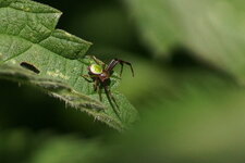 Ebrechtella tricuspidata