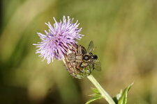 Thomisidé sp. Vs hyméno