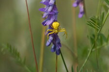 Misumena vatia