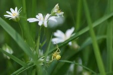 Thomisus onustus - sous réserve