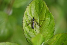 Ptychoptera contaminata