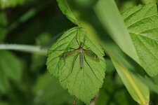 Tipula luna