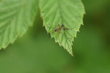 Ptychoptera sp.