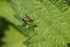 Ptychoptera contaminata