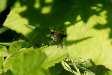 Tipule sp.