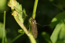 Nephrotoma appendiculata - sous réserve