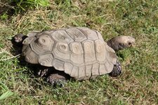 Tortue brune