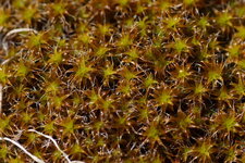 Tortula ruraliformis