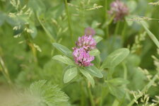 Trèfle des prés - Trifolium pratense