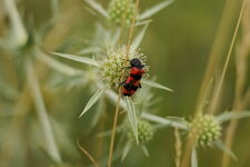  Trichode des abeilles - sous réserve