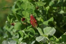 Trifolium sp.