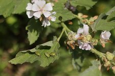 Trio de Punaises (Nezara viridulus) sur de la Guimauvz officinale