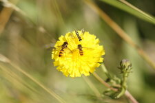 Trio de Syrphes