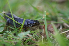 Triton alpestre femelle