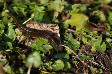 Triton ponctué
