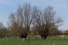 Trognes jumeaux