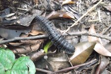 Myriapode