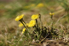 Tussilage