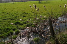 Typha sp.