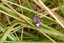 La Catéphie endeuillée ou Noctuelle en deuil