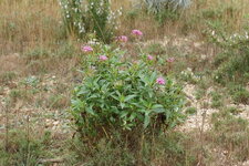 Valériane officinale