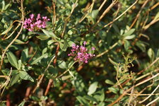 Valériane officinale