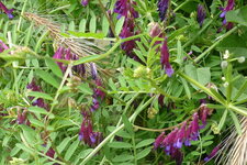 Vesce pourpre (vesce du Bengale)