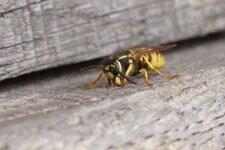 Vespula sp.