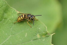 Vespula sp.