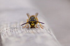 Vespula sp.